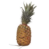Pineapple 3D Scan Retopo